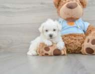 5 week old Bichon Frise Puppy For Sale - Premier Pups