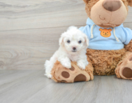5 week old Bichon Frise Puppy For Sale - Premier Pups