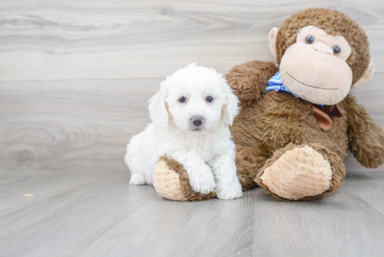 Meet Champ - our Bichon Frise Puppy Photo 1/3 - Premier Pups