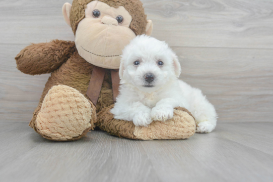 Petite Bichon Frise Purebred Puppy