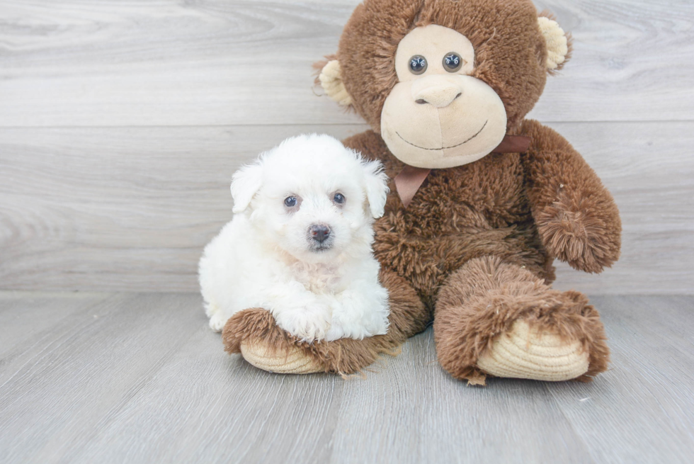 Bichon Frise Puppy for Adoption