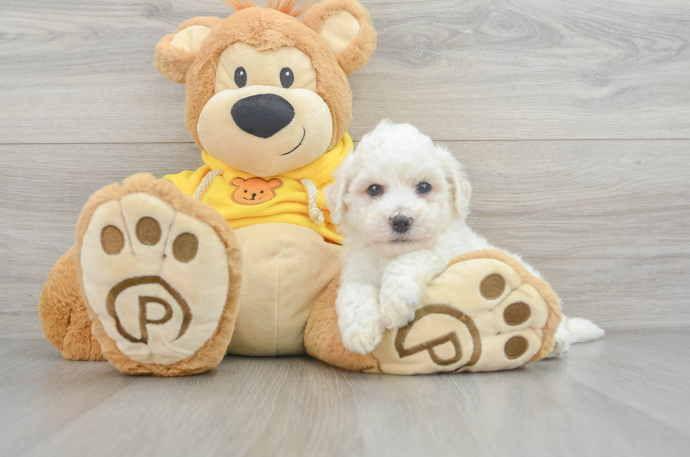 Bichon Frise Puppies For Sale | Premier Pups