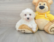 6 week old Bichon Frise Puppy For Sale - Premier Pups