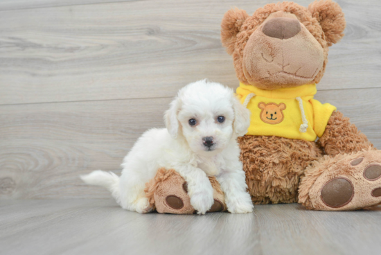 Bichon Frise Puppy for Adoption