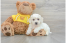 Little Bichon Frise Purebred Pup