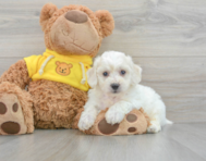7 week old Bichon Frise Puppy For Sale - Premier Pups