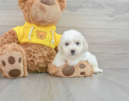 8 week old Bichon Frise Puppy For Sale - Premier Pups