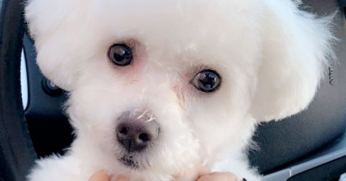 Find Bichon Frise Puppies for Sale in Nashville, Tennessee