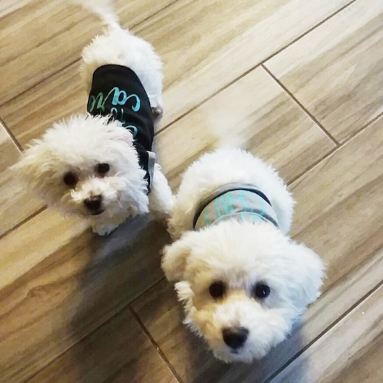 Two Bichon Frise dogs in outfits