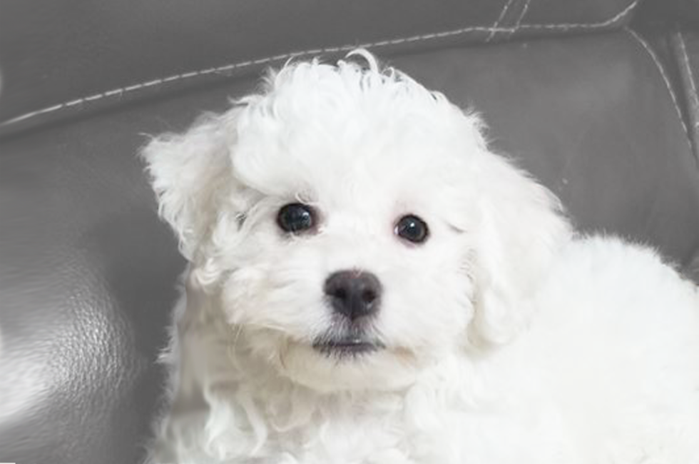 Bichon Poodle Puppies For Sale In Ohio