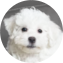 Bichon Frise Puppy For Sale - Premier Pups