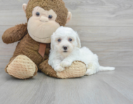 8 week old Bichon Frise Puppy For Sale - Premier Pups