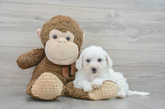 Best Bichon Frise Baby