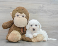 6 week old Bichon Frise Puppy For Sale - Premier Pups