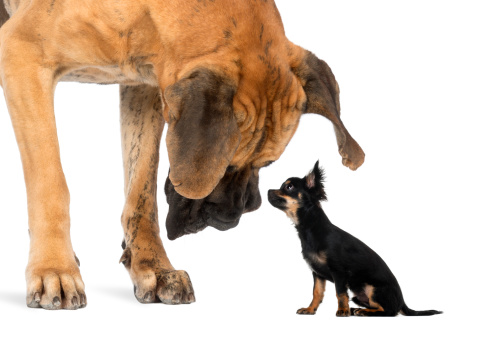 Big Dogs vs Small Dogs – The Great Debate – Premier Pups