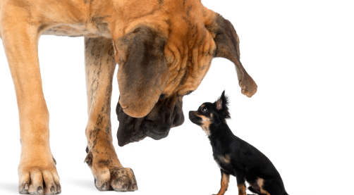 Big Dogs vs Small Dogs – The Great Debate