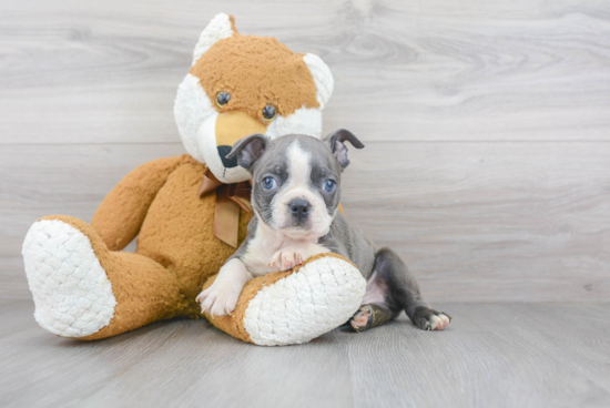 Hypoallergenic Boston Terrier Baby