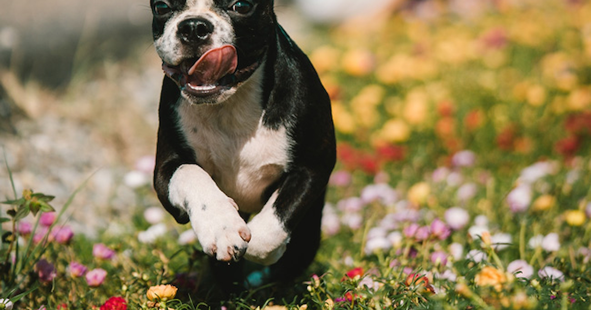 Find Boston Terrier Puppies for Sale in Raleigh, North Carolina