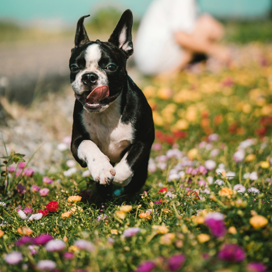 A black and white Boston Terrier running in a field of flowers