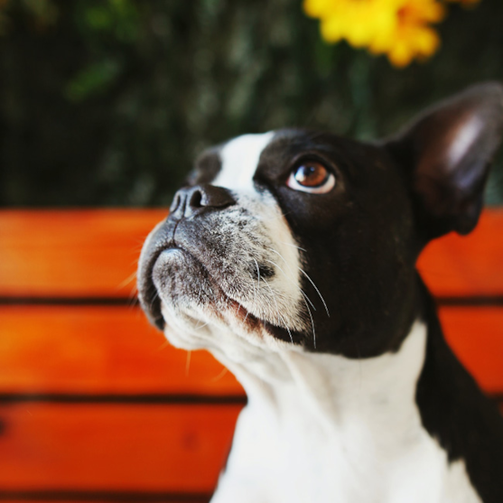 Black and white Boston Terrier on a red bench