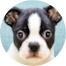 Boston Terrier Puppy For Sale - Premier Pups