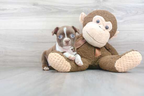 Best Boston Terrier Baby