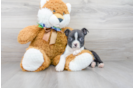 Meet Tosh - our Boston Terrier Puppy Photo 1/2 - Premier Pups