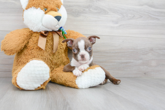 Boston Terrier Puppy for Adoption