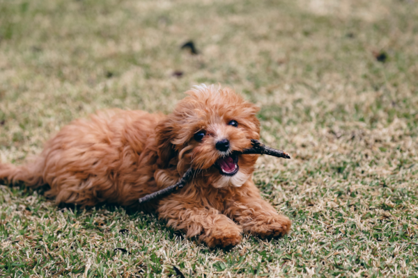 Brown Cavapoos: Guide, Photos, Prices & MORE | Premier Pups