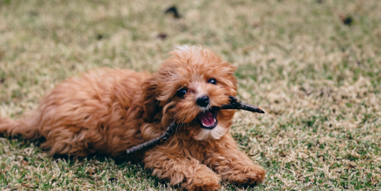 Discover the Charm of Brown Cavapoos 