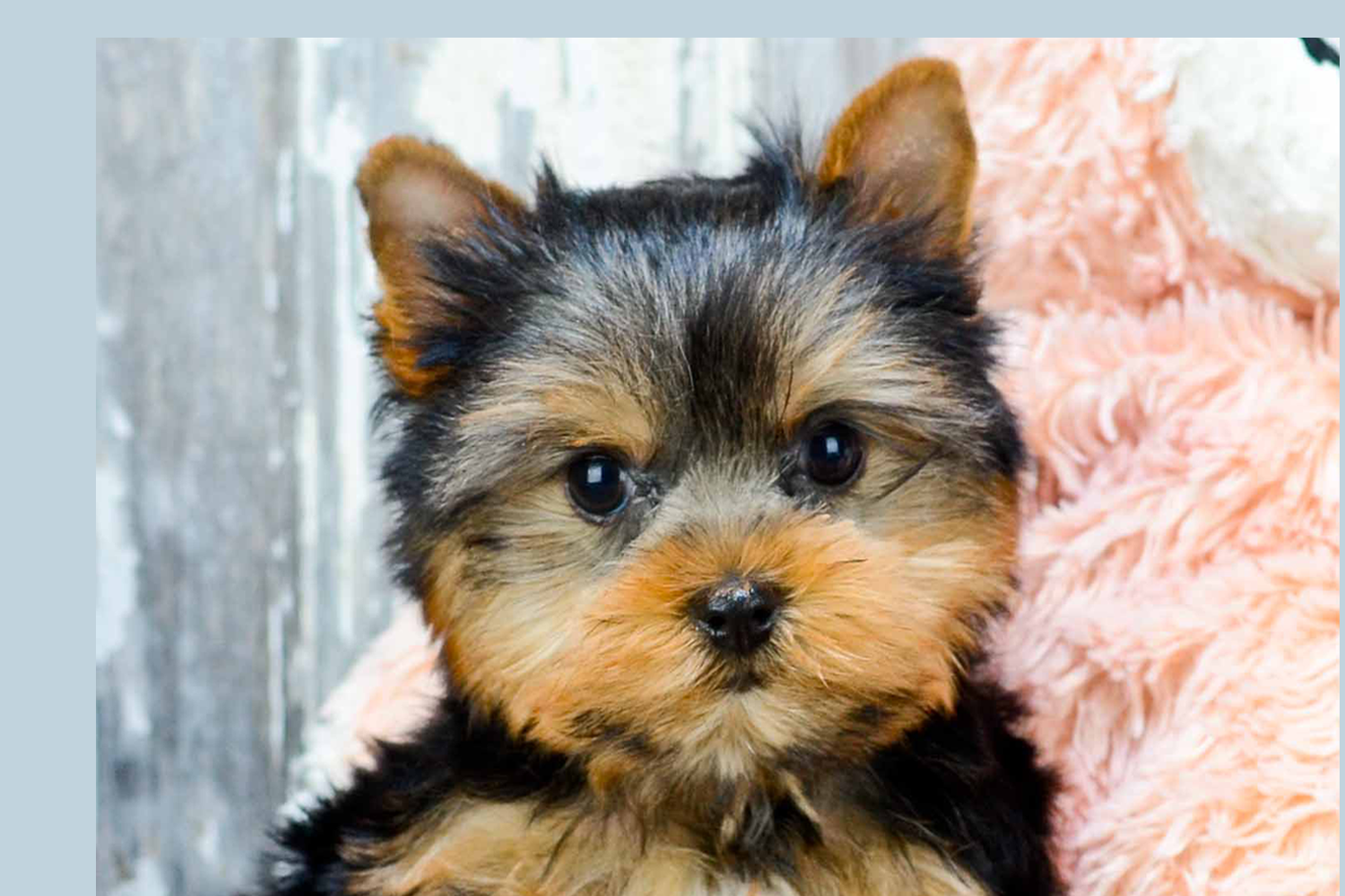 buy yorkshire terrier puppy