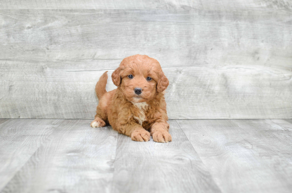 Miniature Goldendoodle puppies for sale Mixed small breed puppies for