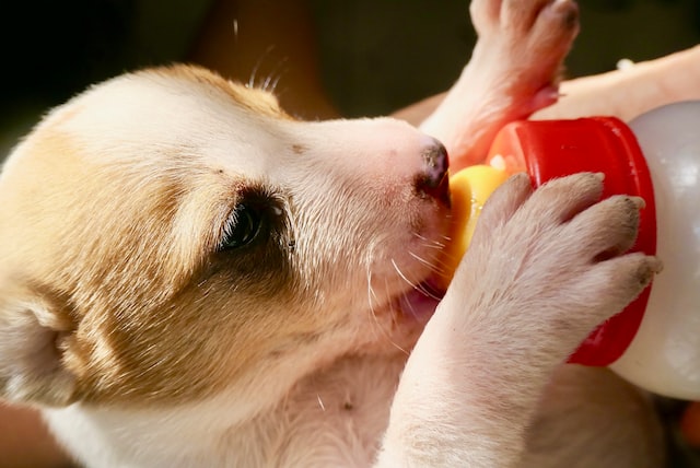 small puppy being fed with a feeding bottle
