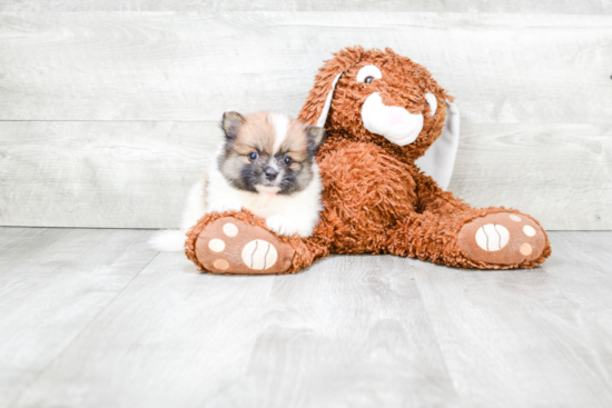 Energetic Pomeranian Purebred Puppy