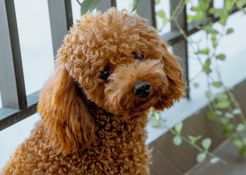 curly coat Poodle dog