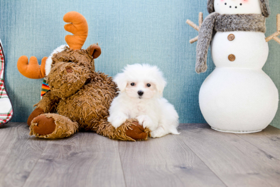 Maltese Puppy for Adoption