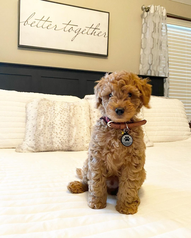 mini goldendoodle adult dog sitting on a bed in a light colored room