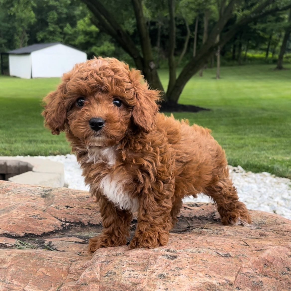 brown and white hypoallergenic cavapoo