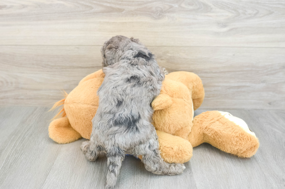 merle mini goldendoodle puppy with its back at the camera. the merle puppy has gray and black colors