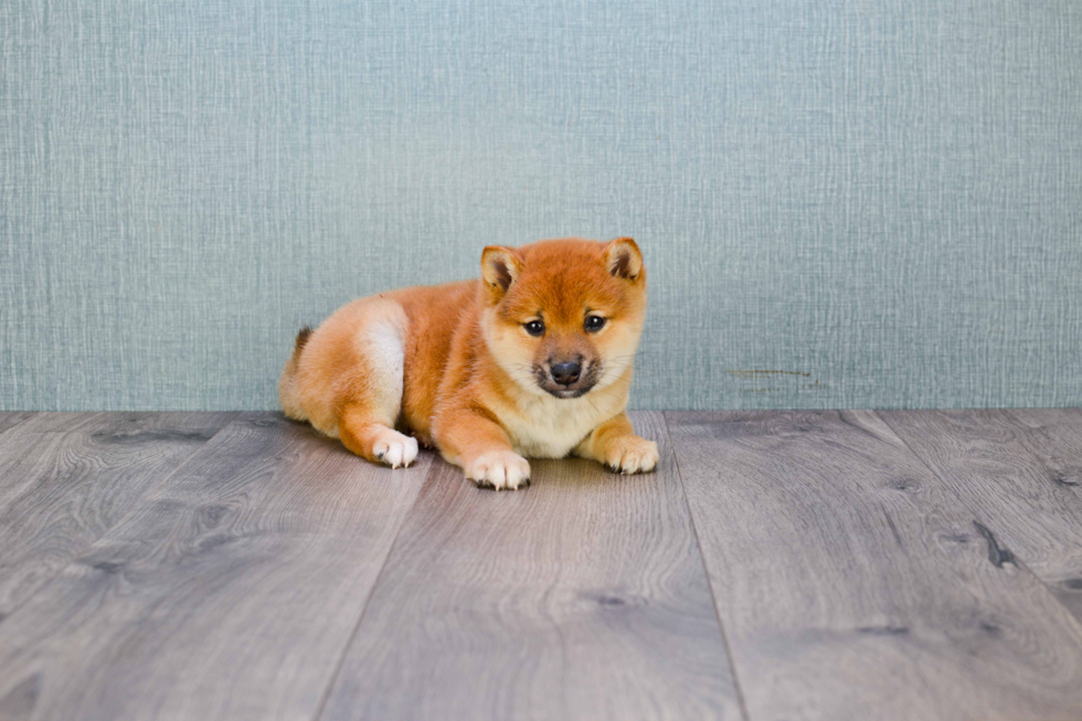 Cute Shiba Inu Mix Pup