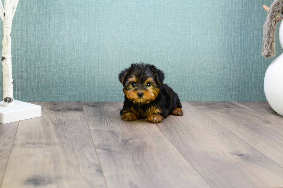 Meet Microteacup-Twinkle - our Yorkshire Terrier Puppy Photo 