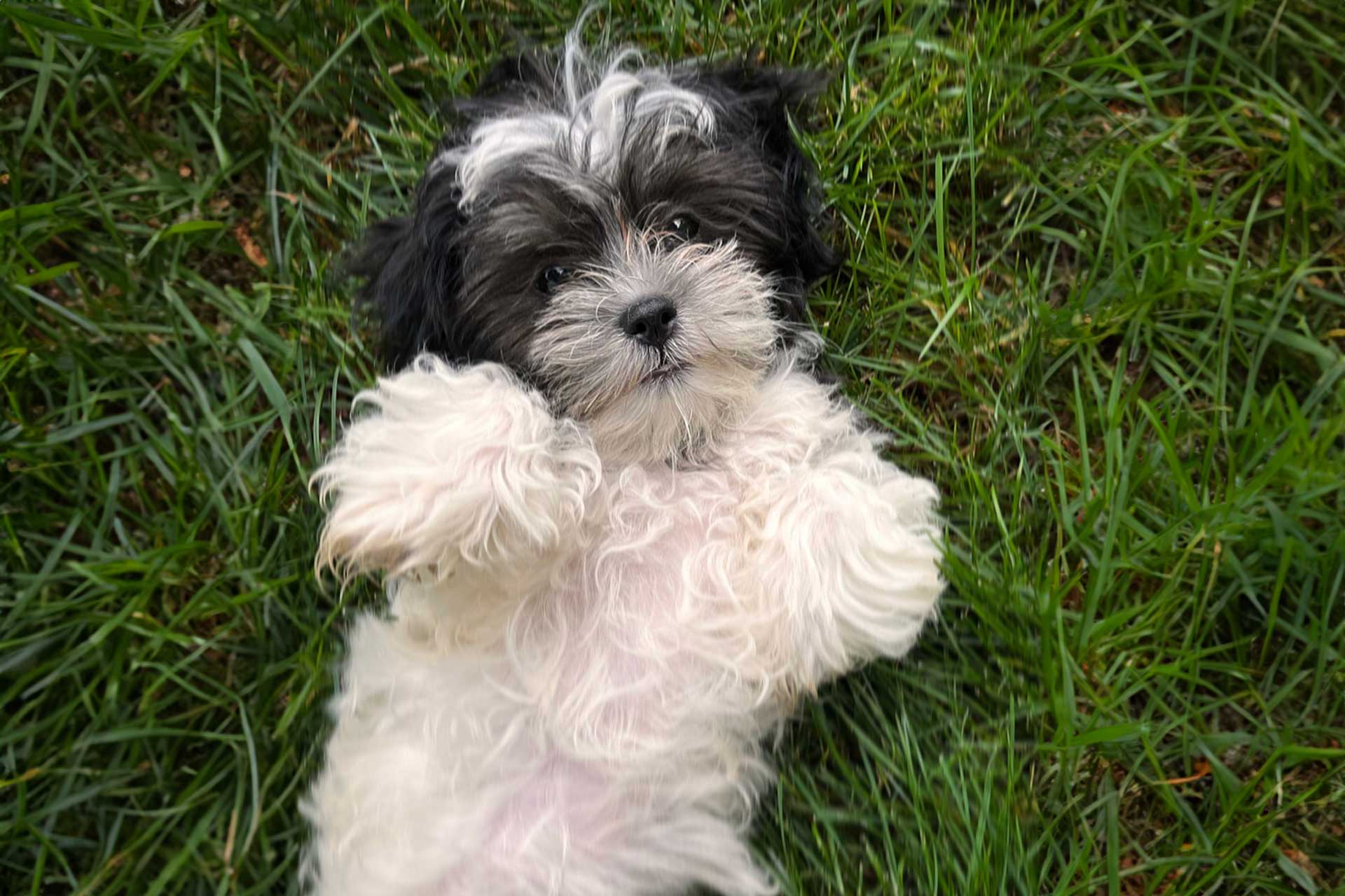 Black and white cheap maltese shih tzu