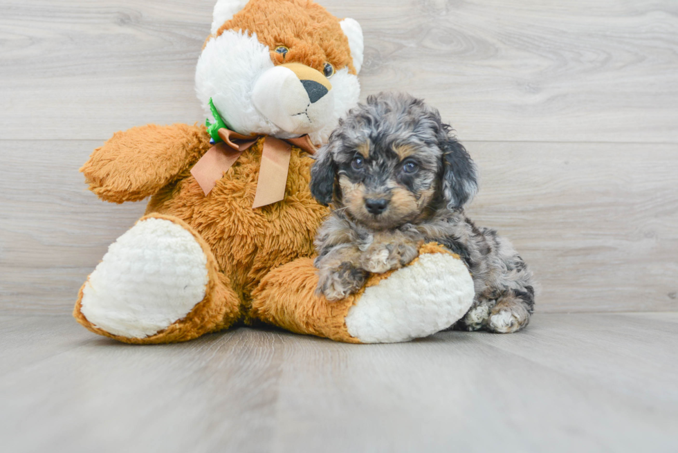 blue merle mini goldendoodle puppy sitting next to a plush teddy bear