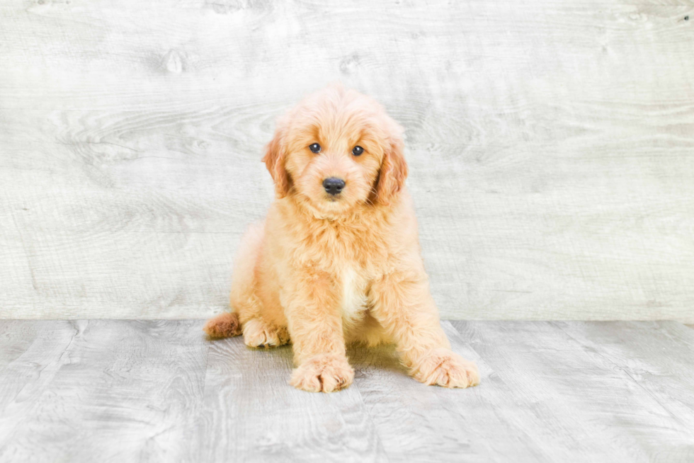 Meet Donato - our Mini Goldendoodle Puppy Photo 4/4 - Premier Pups