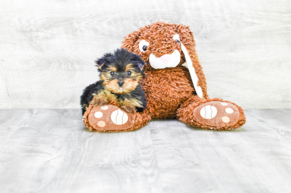 Meet Fifi - our Yorkshire Terrier Puppy Photo 