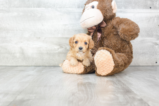 Best Cavapoo Baby