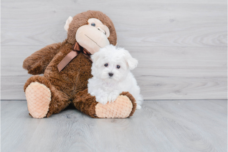 Teacup Maltese Puppy