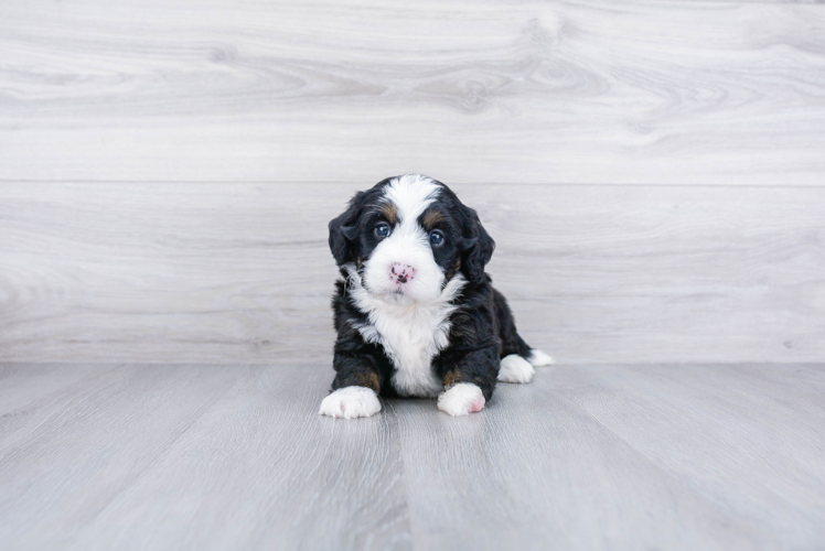Meet Bristol - our Mini Bernedoodle Puppy Photo 1/3 - Premier Pups