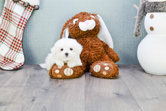 Adorable Maltese Purebred Puppy