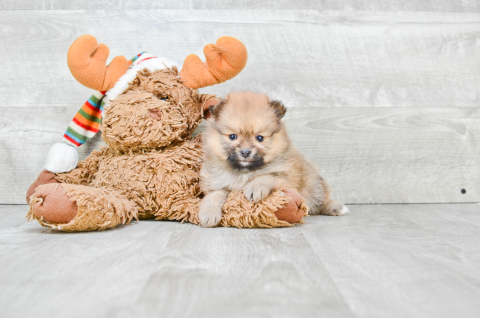 Pomeranian puppies for sale Teacup breed Pom puppies for sale in Ohio